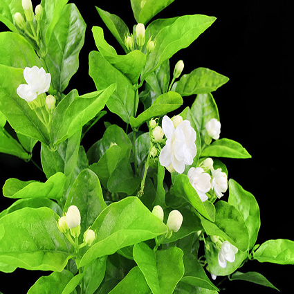 茉莉花.jpg